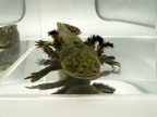 Godzilla mosaic axolotl with unique patterned coloration
