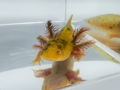 Golden Eye mosaic axolotl with unique mottled coloration