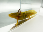 Golden Eye mosaic axolotl alternate view