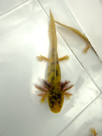 Golden Eye mosaic axolotl close-up