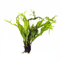 Java Fern Windelov "Lacy Java Fern"