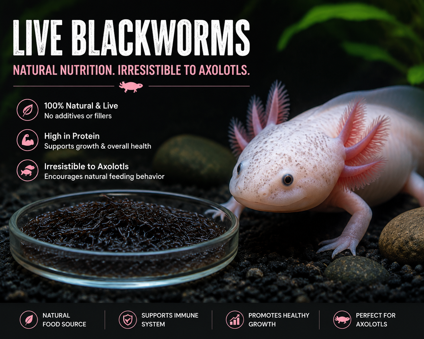 Live blackworms for feeding axolotls