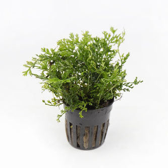 Bolbitis Heteroclita Difformis