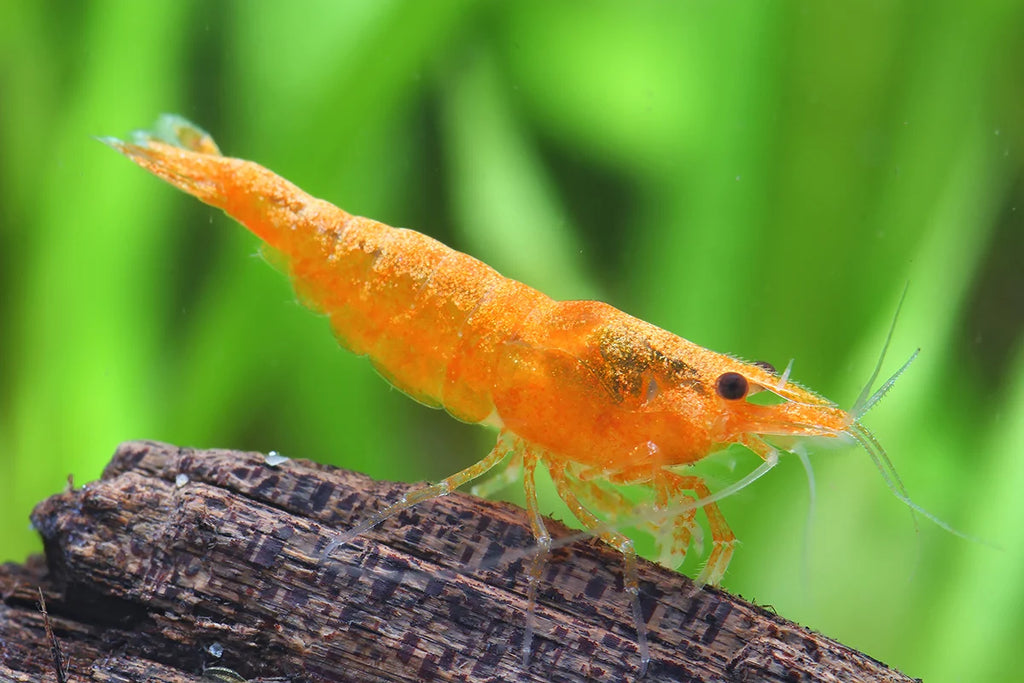 Orange freshwater shrimp