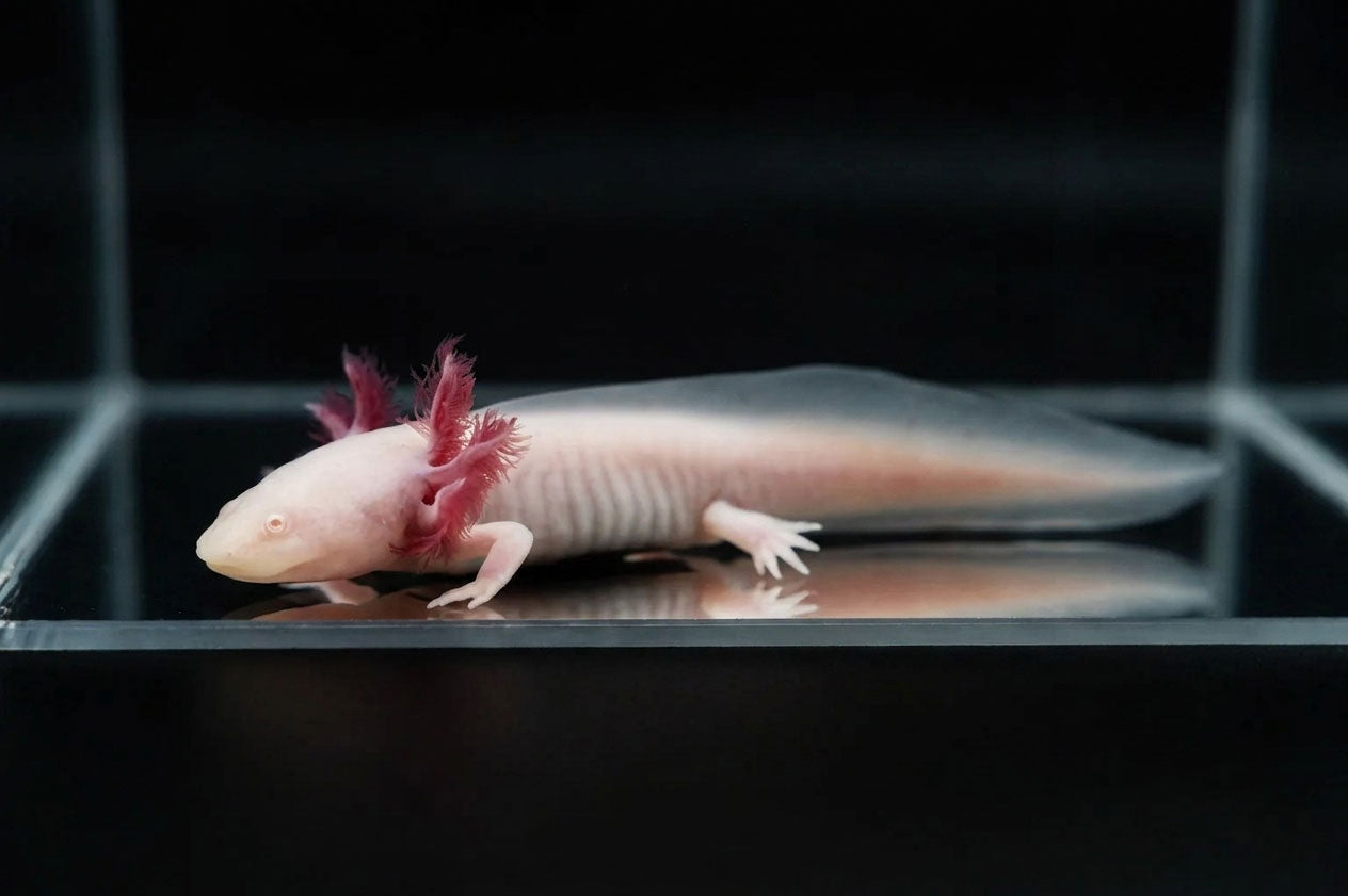 Pink albino axolotl with a pale body and pink external gills