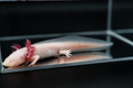 Pink Albino Axolotl