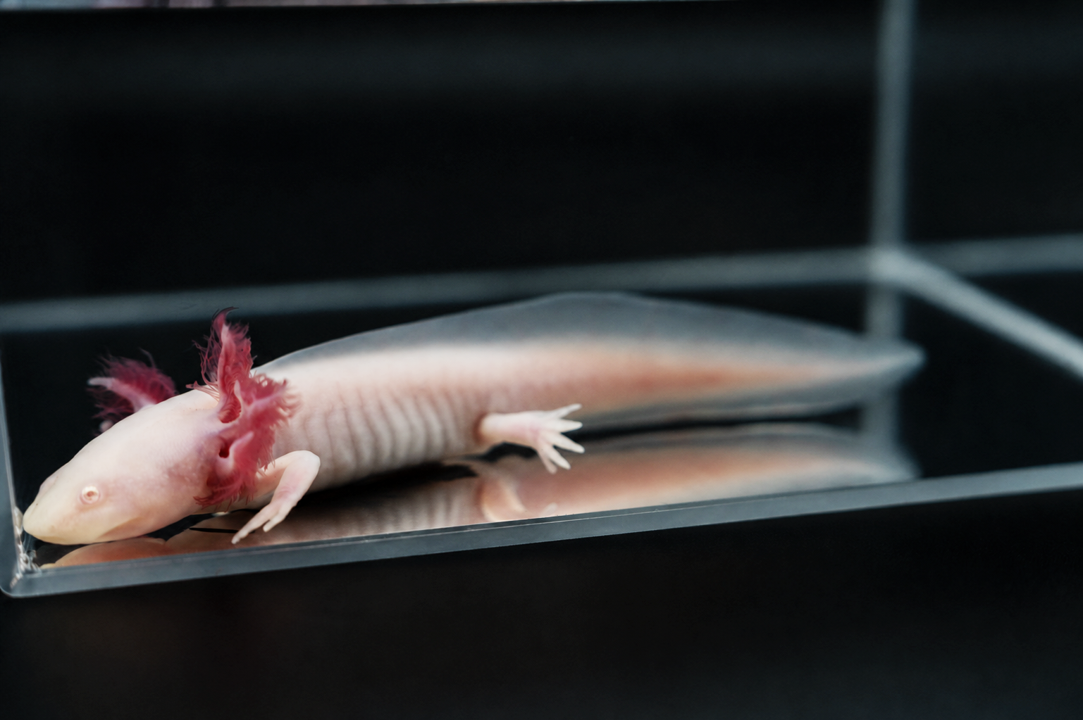 Pink Albino Axolotl