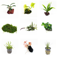 Aquarium Plant Variety Packs
