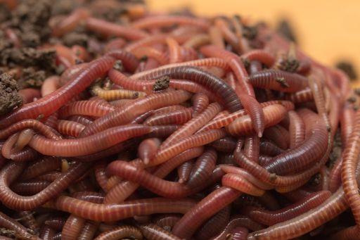 Pure Red Wigglers