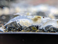 Snowball freshwater shrimp with bright white coloration