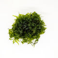 Subwassertang