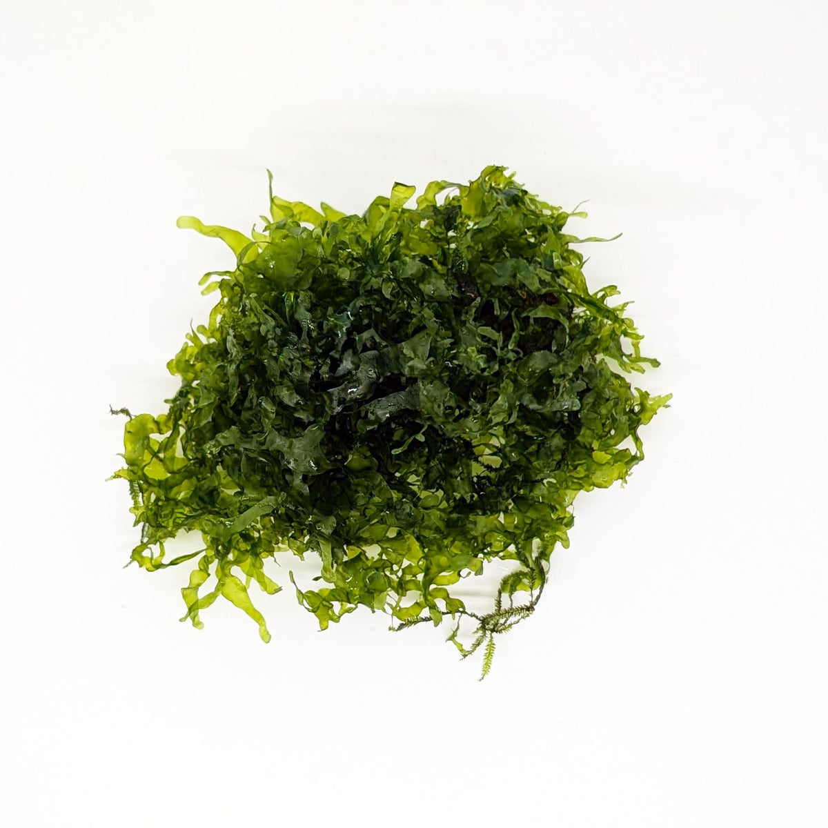 Subwassertang
