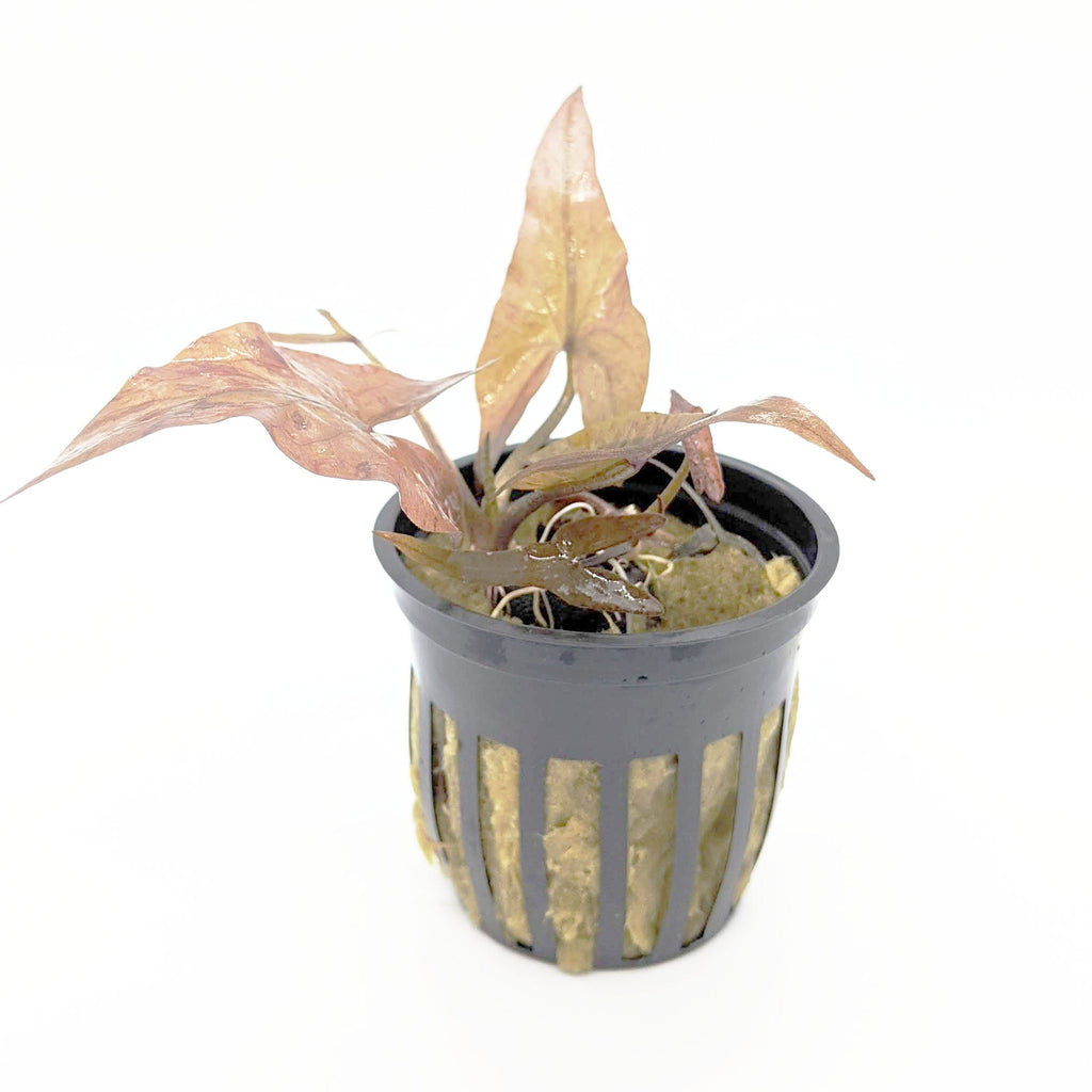 Tiger Lotus (Plant with Bulb)
