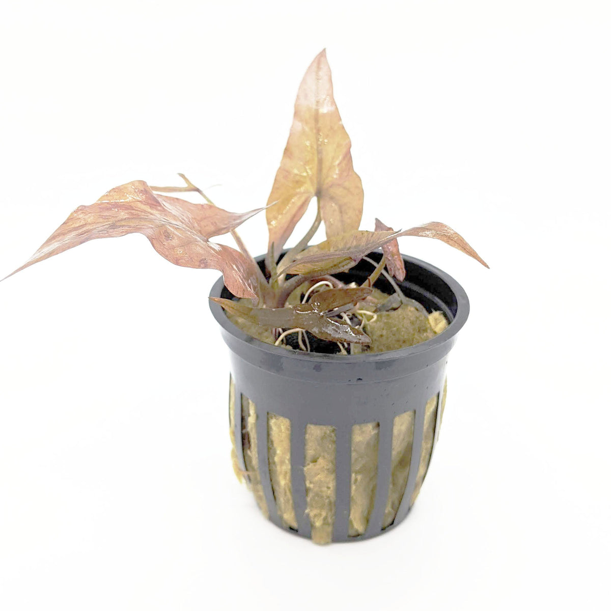 Tiger Lotus (Plant with Bulb)