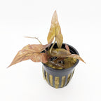 Tiger Lotus (Plant with Bulb)