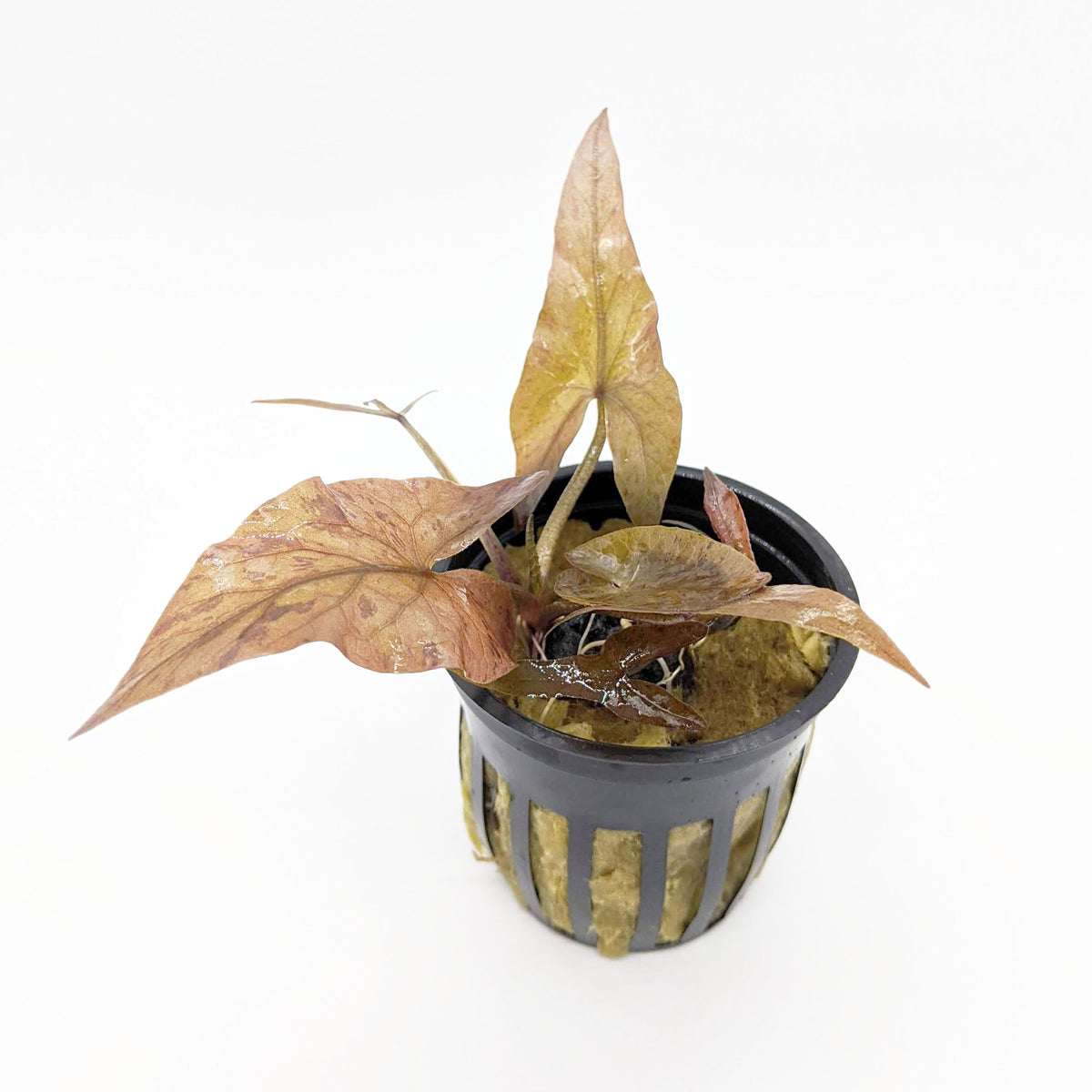 Tiger Lotus (Plant with Bulb)