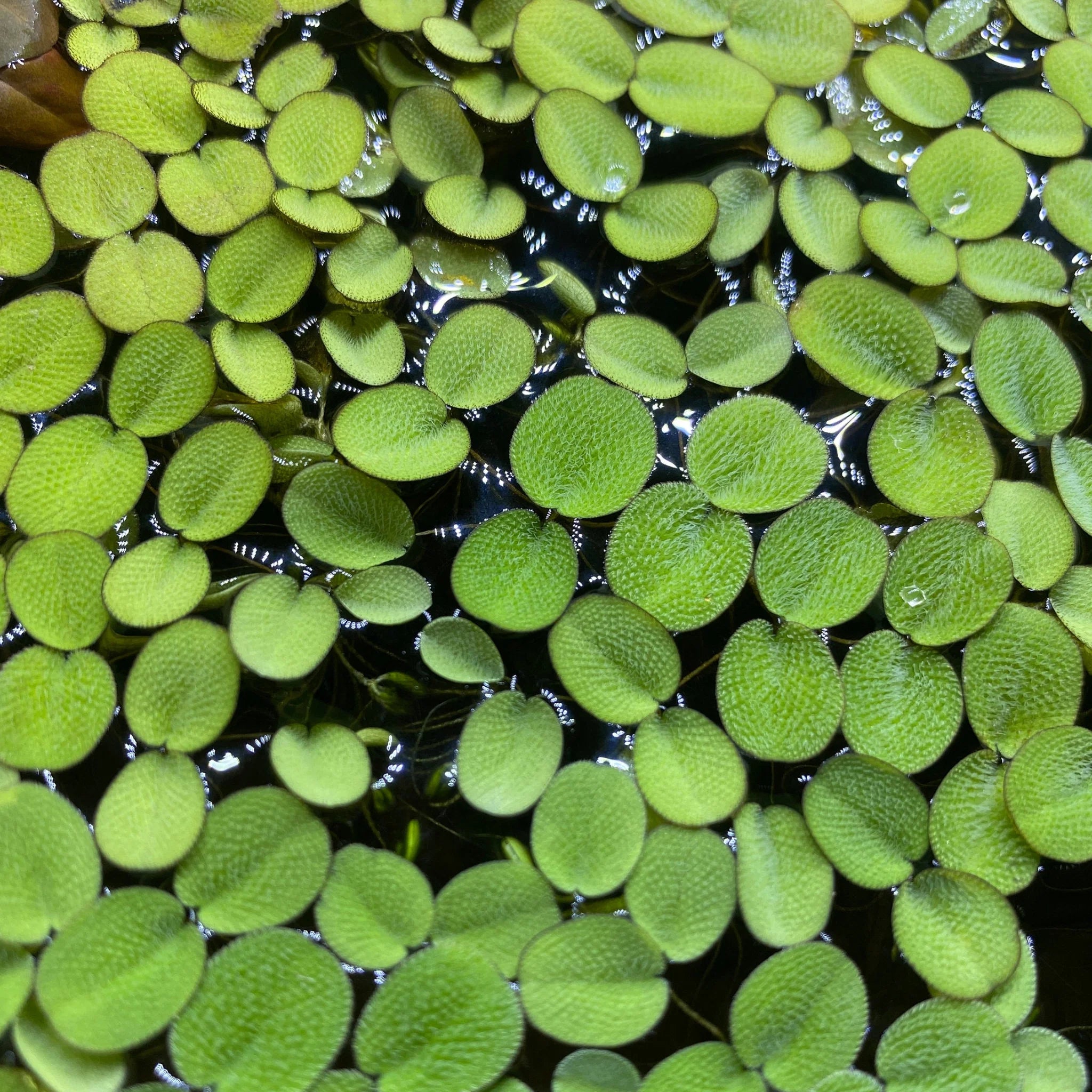 Floating Salvinia Water Spangles with textured green leaves