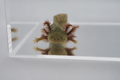 Wild Type Axolotl