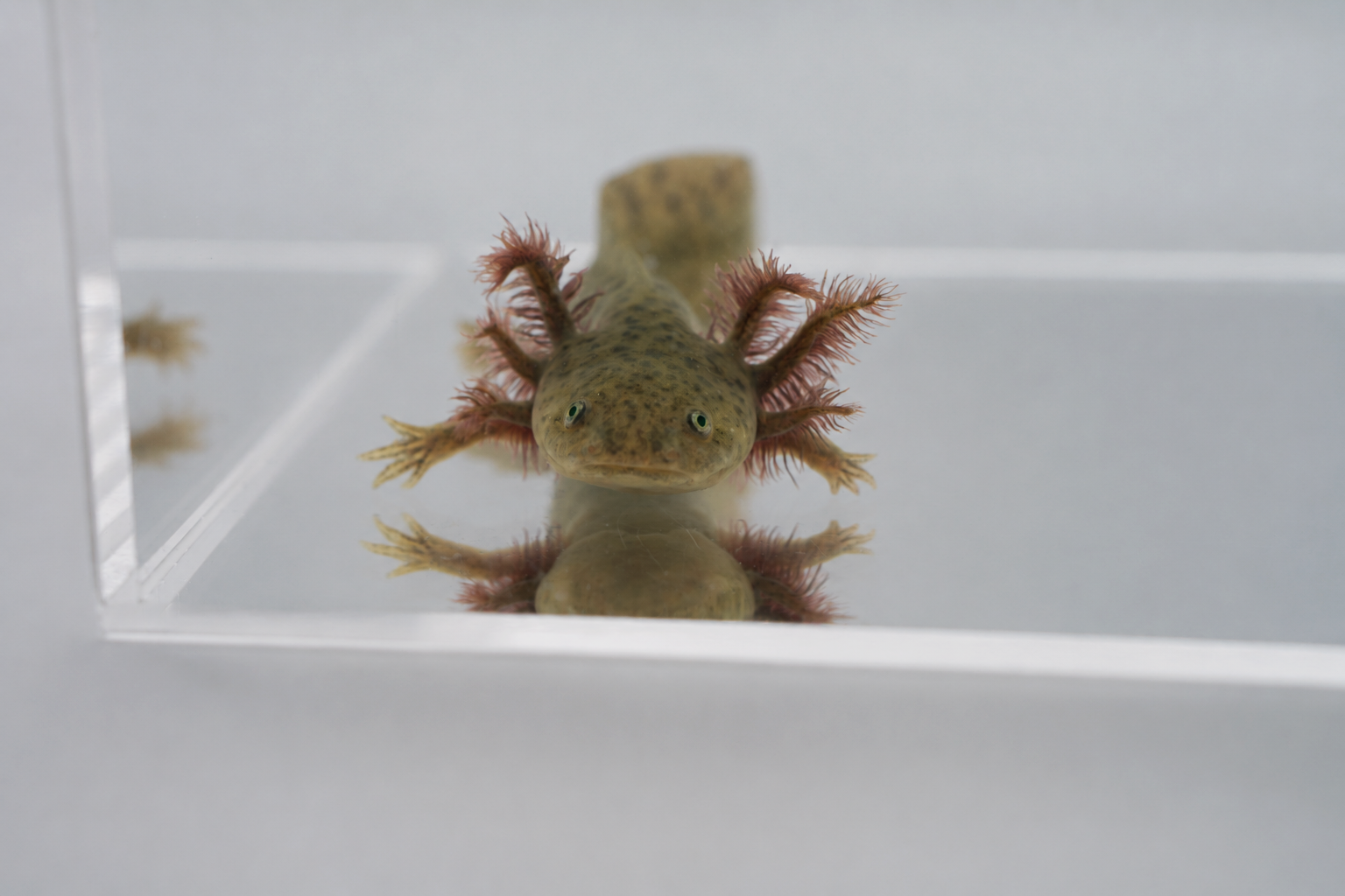 Wild Type Axolotl