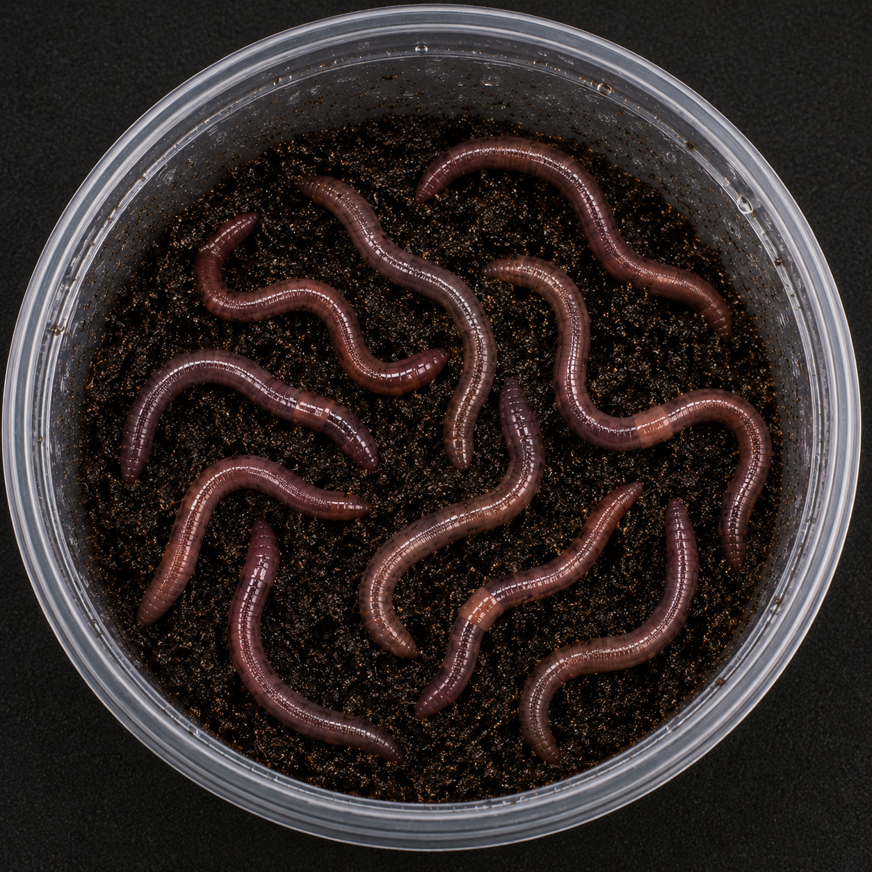Twenty-four live nightcrawler worms for axolotls