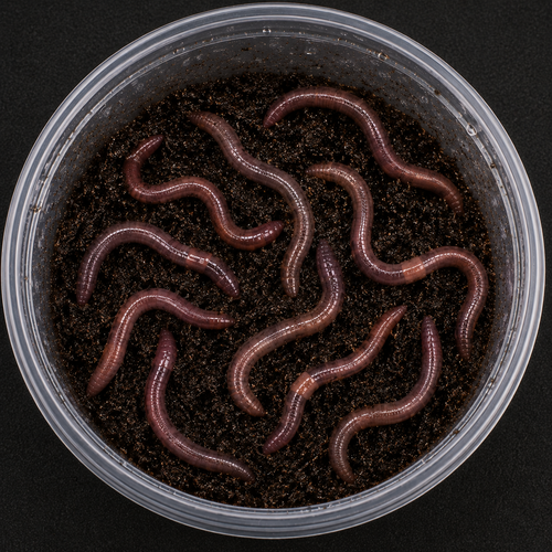 Twenty-four live nightcrawler worms for axolotls