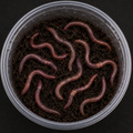 One dozen live nightcrawler worms for axolotls