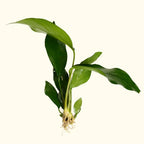 Anubias barteri live aquarium plant
