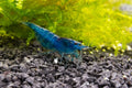 Ten live Blue Dream Shrimp for a freshwater aquarium