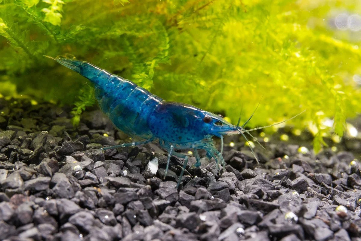 Ten live Blue Dream Shrimp for a freshwater aquarium