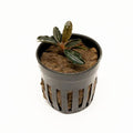 Bucephalandra Red Mini (Farmed)