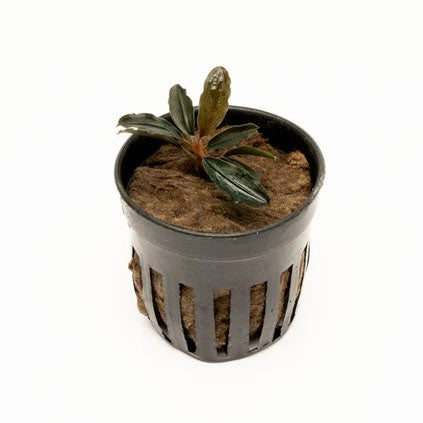 Bucephalandra Red Mini (Farmed)
