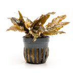 Cryptocoryne 'Tropica'