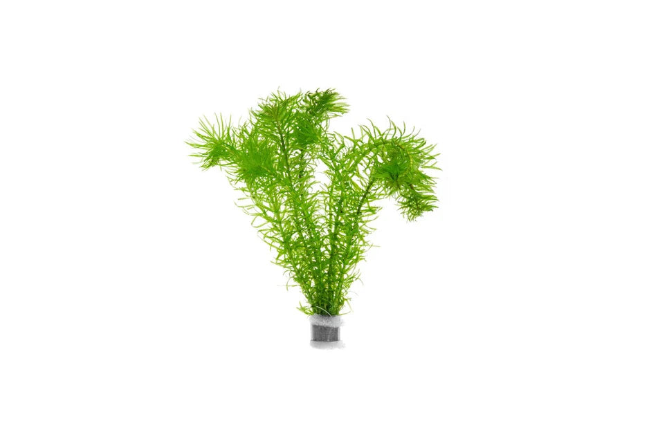 Anacharis live freshwater aquarium plant