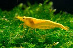 A small translucent yellow shrimp or prawn swimming among bright green aquatic moss in an aquarium setting.