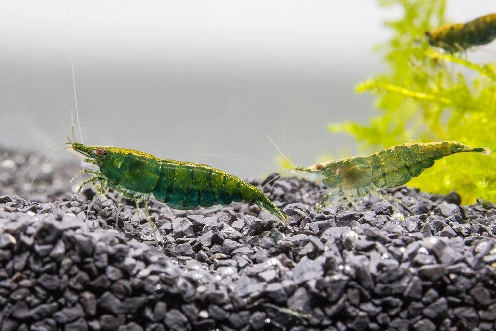 Green Jade Shrimp freshwater aquarium tank mates