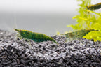 Green Jade Shrimp freshwater aquarium tank mates