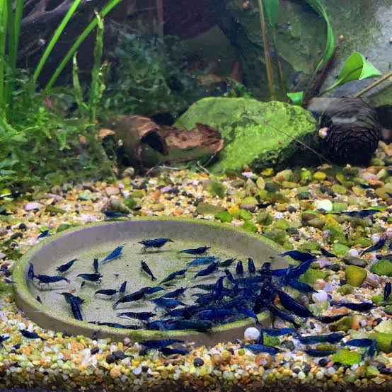 Blue Dream Shrimp freshwater aquarium tank mates