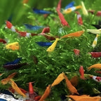 Mystery pack of colorful Neocaridina freshwater shrimp