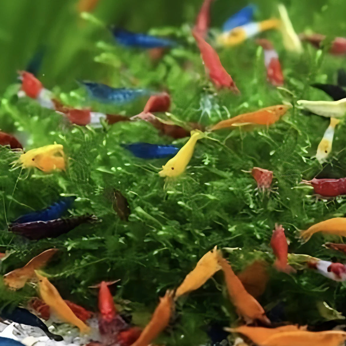 Mystery pack of colorful Neocaridina freshwater shrimp