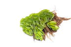 Salvinia Water Spangles floating aquarium plant at the water surface