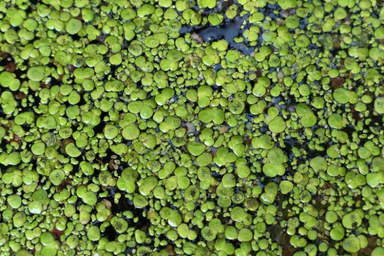 Giant Duckweed floating on a freshwater aquarium surface