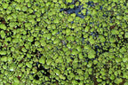 Giant Duckweed floating on a freshwater aquarium surface