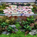 Red Root Floaters
