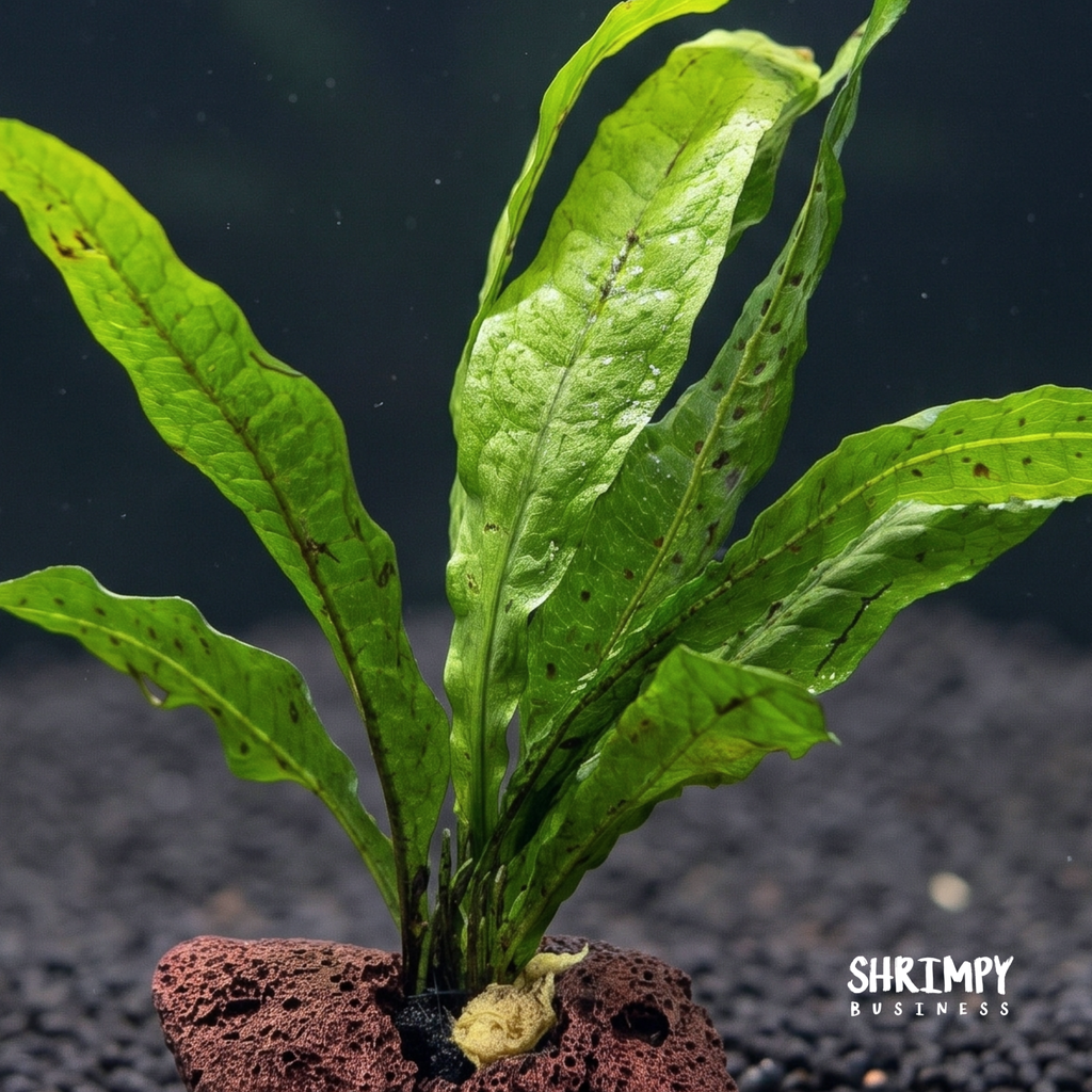 Java Fern Attached to Lava Rock