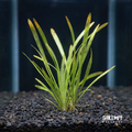 Vallisneria
