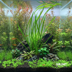 Vallisneria