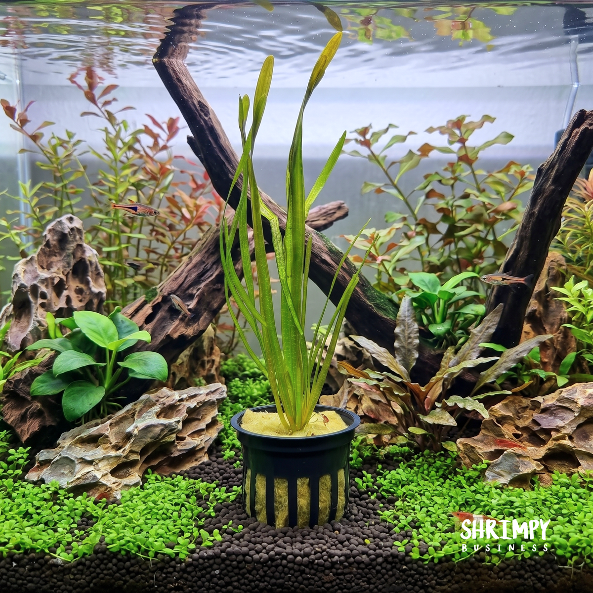Vallisneria